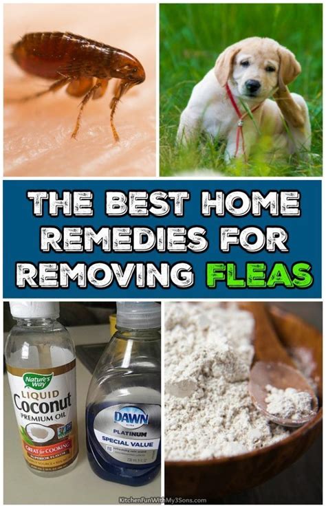 fleas in home without pets.